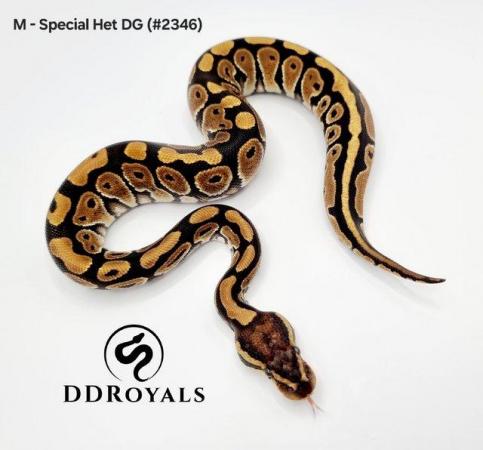 Image 17 of Royal Pythons: Pieds, Desert Ghosts. ADULTS AND HATCHLINGS