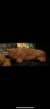 Image 5 of Last one !! Be quick,Beautiful fluffy ginger kittenxx