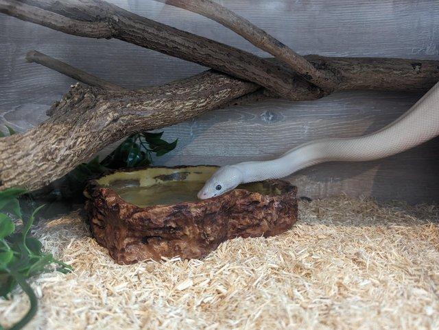 Preview of the first image of 3 year old Blue Eyed Lucy Royal Python with set-up.