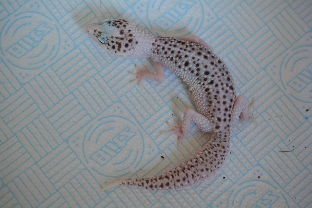 Image 5 of Serious enquiries only!Leopard Gecko Pied Super Snow Eclipse