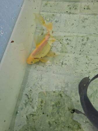 Image 4 of Fish for sale collection aylesham