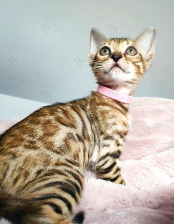 Image 8 of Beautiful Bengal Kitten full Pedigre TICA registered female