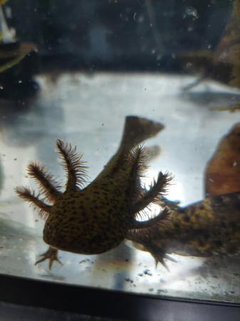 Image 5 of Baby axolotls x4 for sale