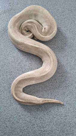 Image 2 of ball python ( yellowbelly spark) pastel puma