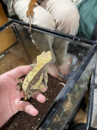 Image 15 of 8 breeding pairs of crested geckos