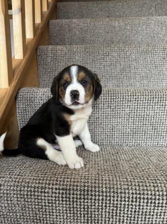 Image 4 of Special Home required for Beagle X Collie Puppy for sale