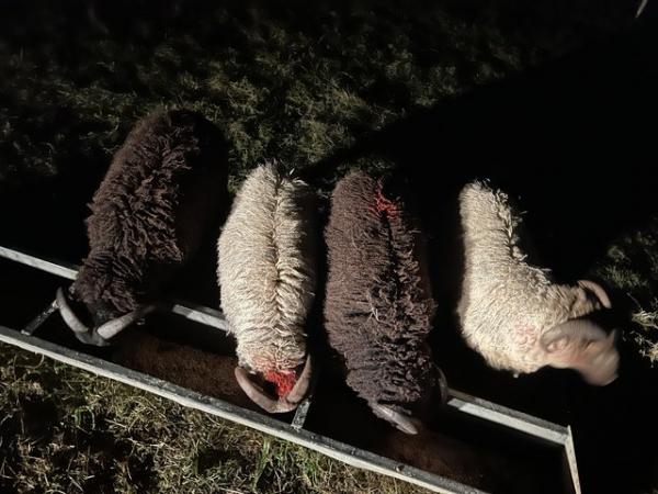 Image 1 of Wanted ewe lambs/ram lambs