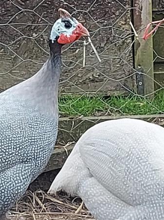 Image 1 of A trio of Guinea fowl for sale