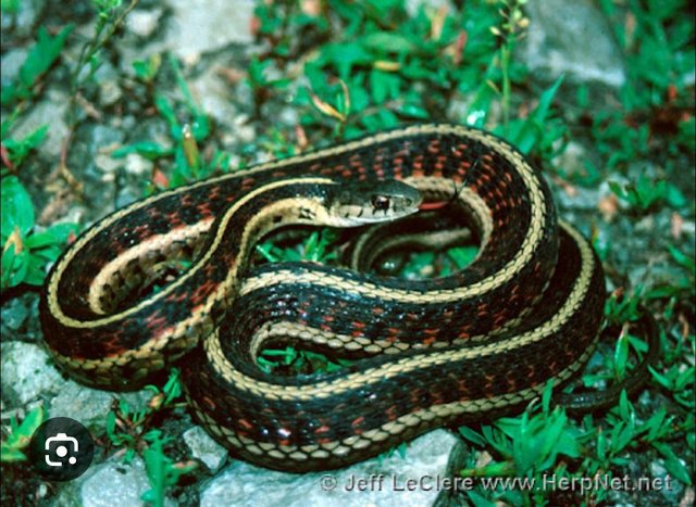 Preview of the first image of Looking for Garter Snakes Liverpool Area..