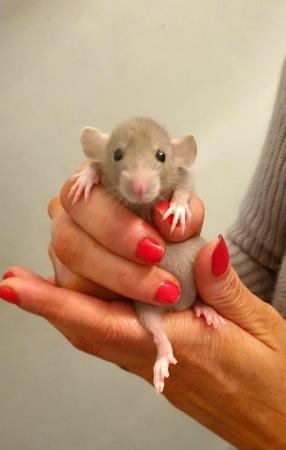 Image 7 of Beautiful baby dumbo rats available