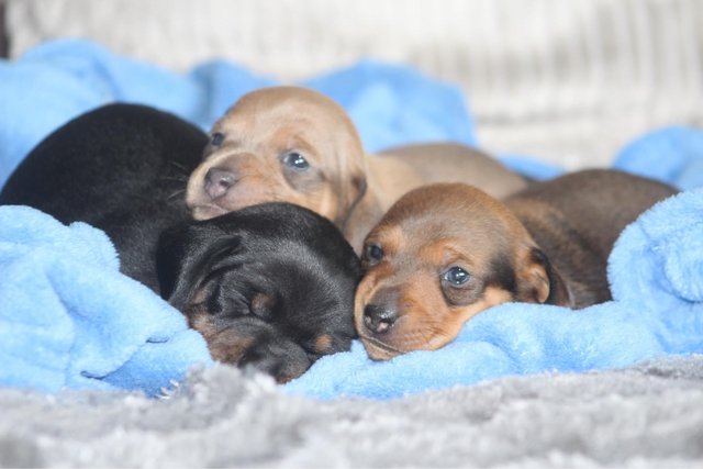 Image 13 of Gorgeous Miniature Dachshund Puppies