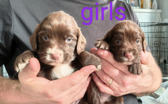 Image 4 of Labrador puppies for sale