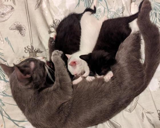 Image 6 of Three kittens for sale. Deposit required.