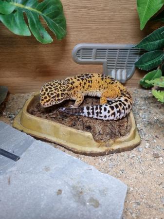 Image 5 of 5 year old male leopard gecko