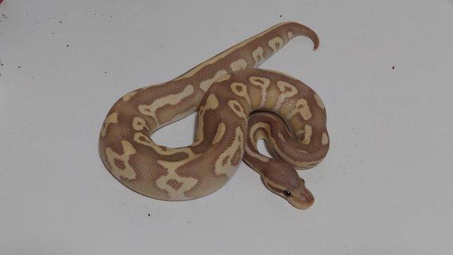 Preview of the first image of 2022 Banana Leopard Mojave Female Ball Python.