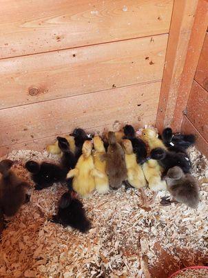 Image 1 of Newly Hatched Ducklings for sale.