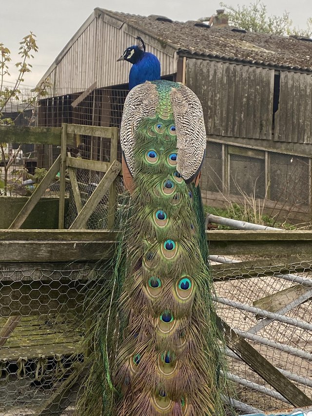 Preview of the first image of Adult Indian blue Peacocks for sale.