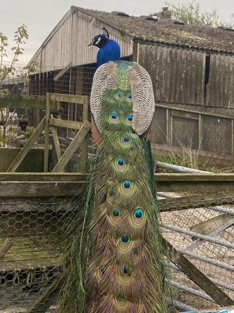 Image 1 of Adult Indian blue Peacocks for sale