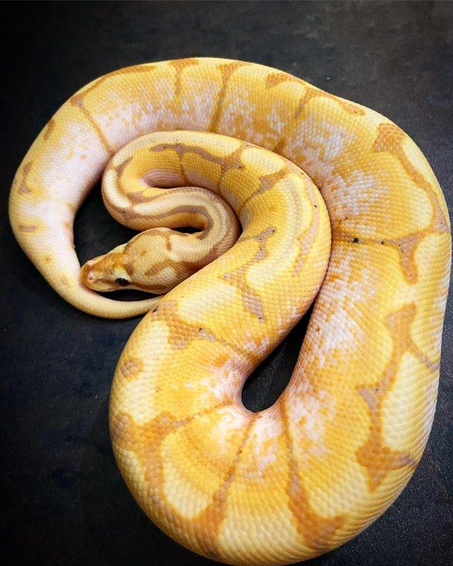 Preview of the first image of Ball Pythons and Boa for Sale!.