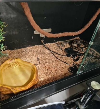 Image 6 of Royal python with 3ft viv and accessories