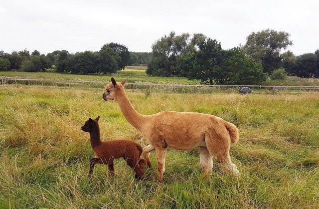 Image 18 of ALPACA  YOUNG FEMALES MAINLY FROM GREY CHAMPIONS