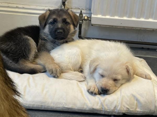 Image 9 of German shepherd puppies looking for new homes