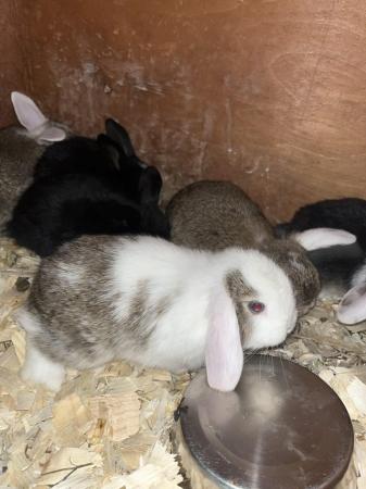 Image 8 of Mini lop rabbits ready now
