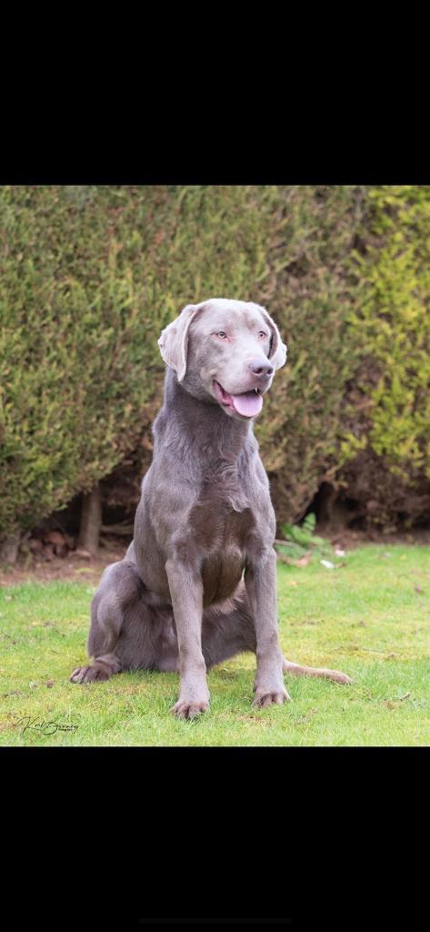 Preview of the first image of Silver/Chocolate Labrador (Beautiful Colour).