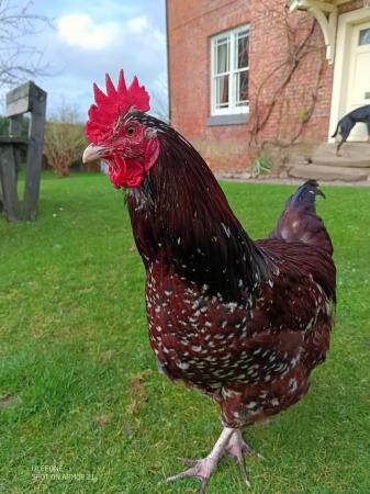 Image 1 of Speckled Sussex cockerels for sale