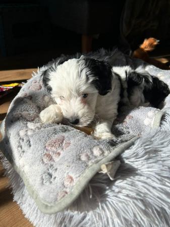 Image 5 of Pedigree Chinese crested powder puff female puppy ready now
