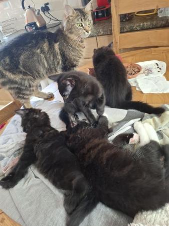 Image 3 of 4 Beautiful Nine Weeks-Old Kittens for Sale