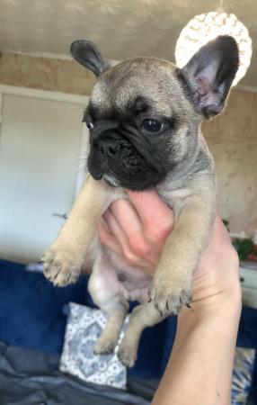 Image 5 of French bulldog puppies for sale