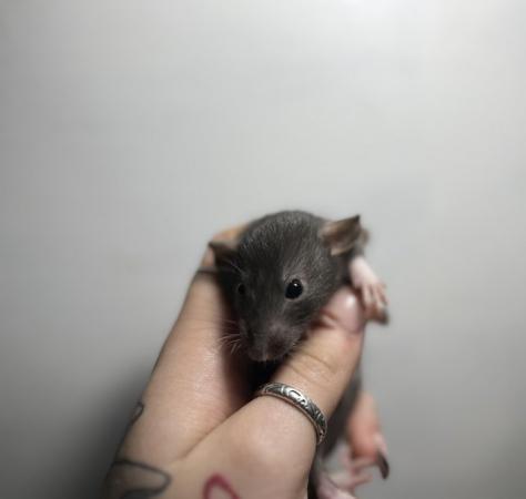 Image 7 of Mixed age young fancy rats Preston
