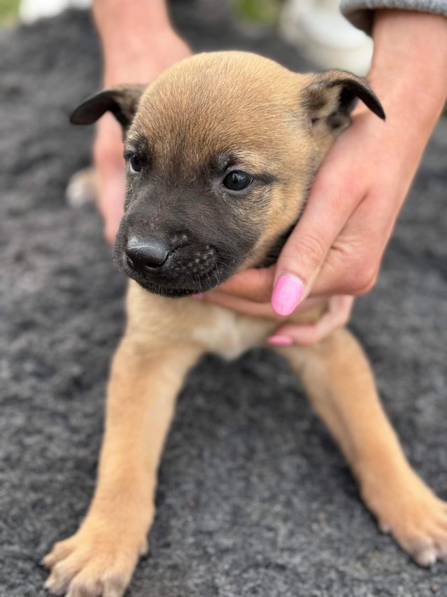Preview of the first image of Bullkita x dutch shepard puppies.