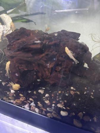 Image 9 of Super redand albino pleco and shrimps updated 4th April 24