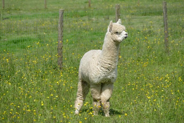 Image 5 of Alpacas - Group of Registered, friendly, young pets