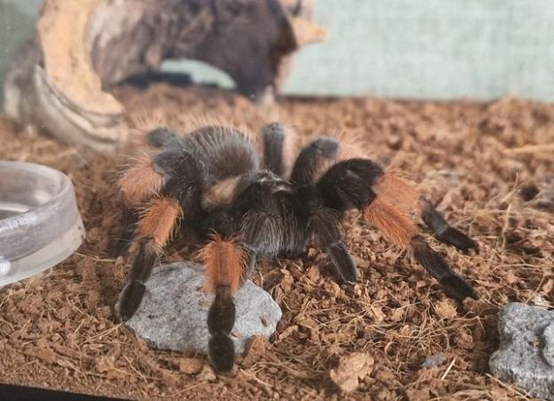 Image 6 of Mexican Red Knee adult tarantula with enclosure