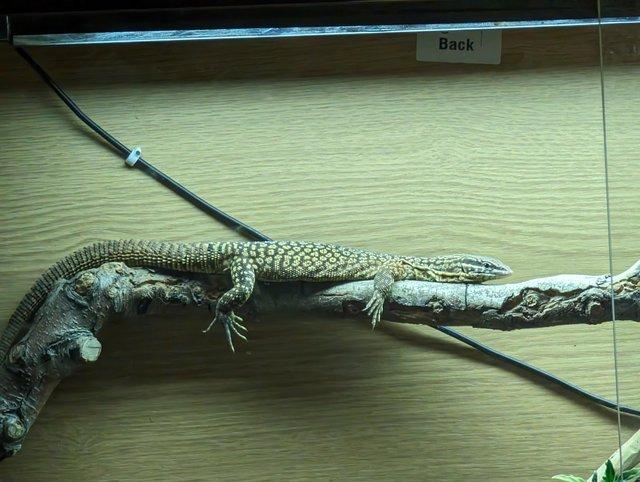 Preview of the first image of Beautiful Male Ackie Monitor + Viv for sale!.
