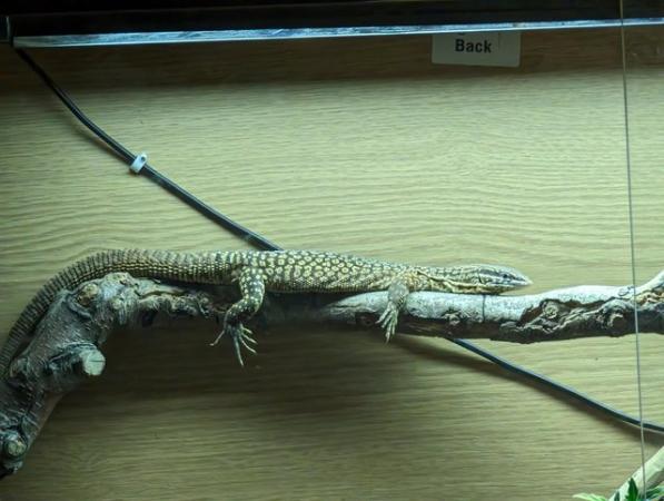 Image 1 of Beautiful Male Ackie Monitor + Viv for sale!