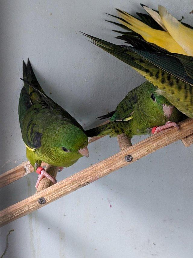 Preview of the first image of Male / female lineolated parakeets,.