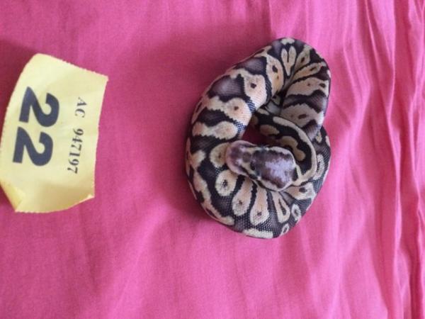 Image 1 of Female super pastel baby royal python