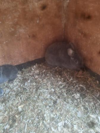 Image 3 of Female rex bunny and her 3 babies x