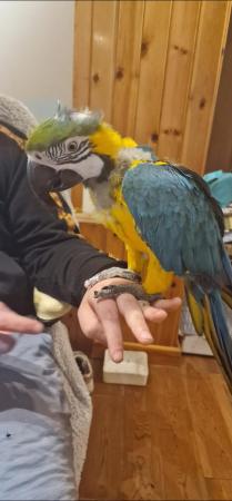 Image 7 of Blue & gold Macaw Parrot Male