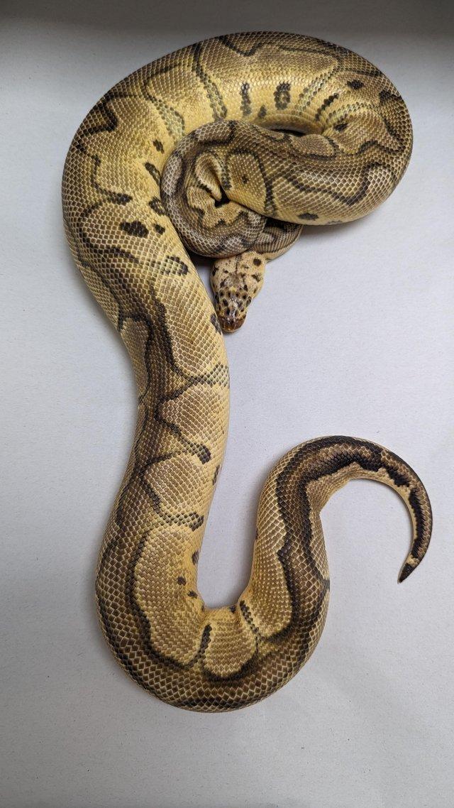 Preview of the first image of Female pastel clown royal python.