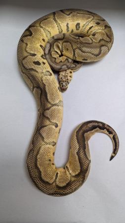 Image 1 of Female pastel clown royal python