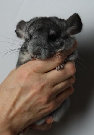 Image 2 of Baby Girl Chinchilla , 3 Months old for sale