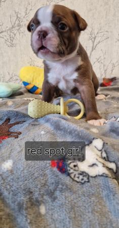 Image 7 of Kc registrated Boston terrier puppies