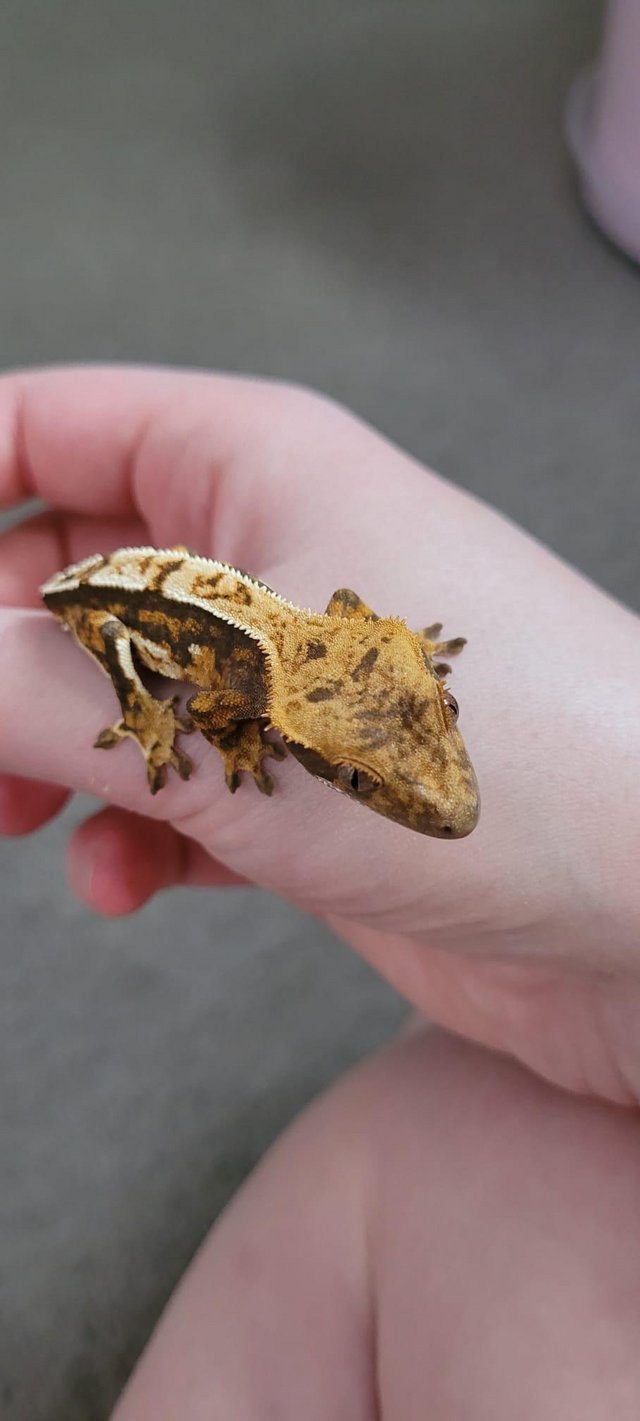 Preview of the first image of Beautiful tailless Crested gecko.