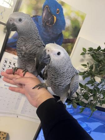 Image 1 of Super Silly Tame Baby African Greys