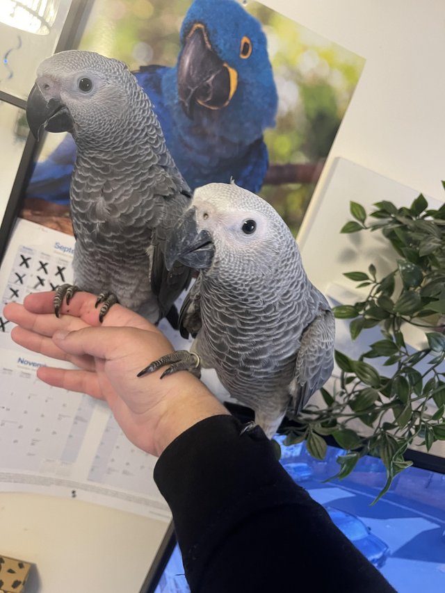Preview of the first image of Super Silly Tame Baby African Greys.